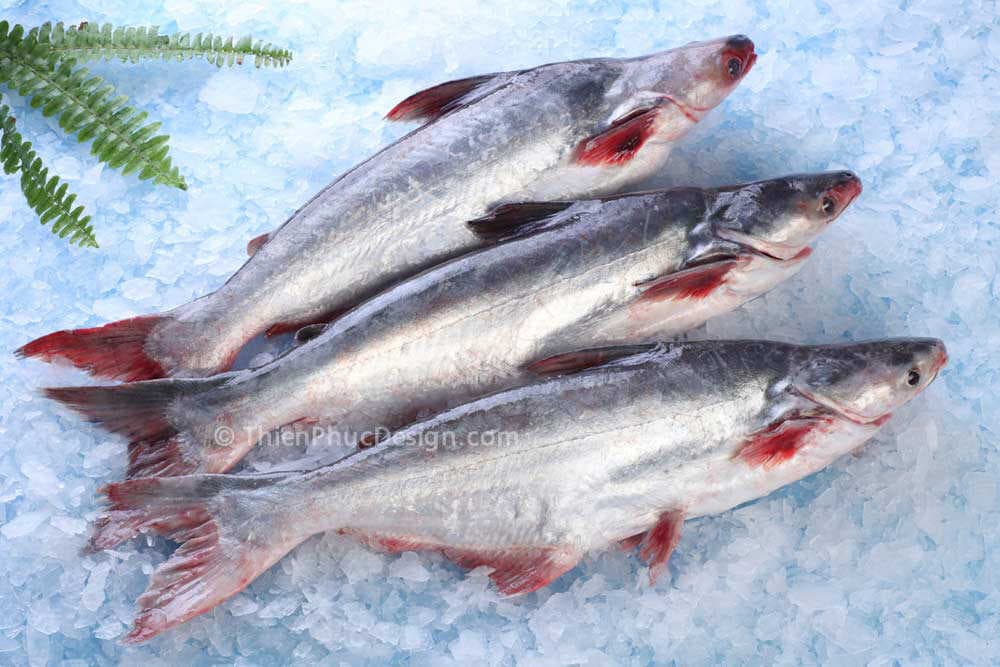 Whole round Pangasius